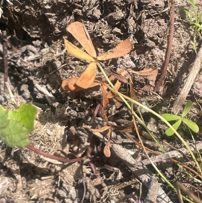 Marsilea costulifera (Nardoo) at Braidwood, NSW - 22 Feb 2025 by JaneR