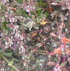 Polygonum plebeium (Small Knotweed) at Braidwood, NSW - 22 Feb 2025 by JaneR