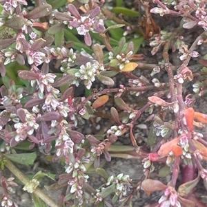 Polygonum plebeium at Braidwood, NSW - Yesterday 01:12 PM