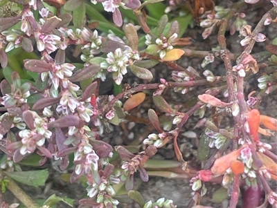 Polygonum plebeium (Small Knotweed) at Braidwood, NSW - 22 Feb 2025 by JaneR