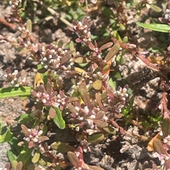 Polygonum plebeium at Braidwood, NSW - Yesterday 01:12 PM