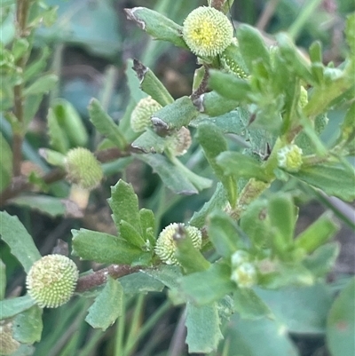 Centipeda cunninghamii (Common Sneezeweed) at Braidwood, NSW - 22 Feb 2025 by JaneR