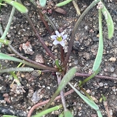 Limosella australis at Braidwood, NSW - Yesterday 01:24 PM