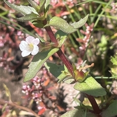 Gratiola pumilo (A Brooklime) at Braidwood, NSW - 22 Feb 2025 by JaneR