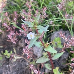 Gratiola pumilo at Braidwood, NSW - 22 Feb 2025 01:49 PM