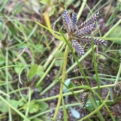 Cyperus sanguinolentus (A Sedge) at Braidwood, NSW - 22 Feb 2025 by JaneR