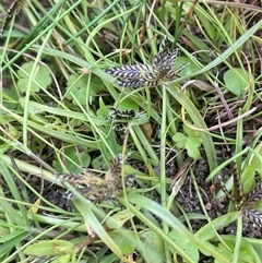 Cyperus sanguinolentus at Braidwood, NSW - Yesterday 02:14 PM