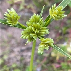 Cyperus eragrostis (Umbrella Sedge) at Braidwood, NSW - 22 Feb 2025 by JaneR