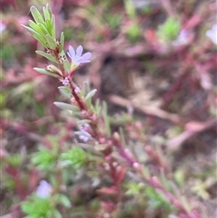 Lythrum hyssopifolia (Small Loosestrife) at Braidwood, NSW - 22 Feb 2025 by JaneR