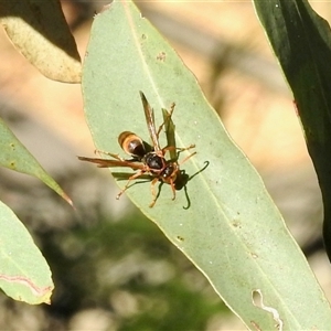 Polistes sp. (genus) at Aranda, ACT - 21 Feb 2025 04:05 PM