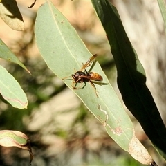 Polistes (Polistella) humilis at Aranda, ACT - 21 Feb 2025 04:05 PM