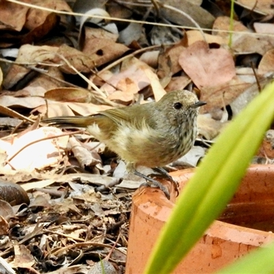 Acanthiza pusilla (Brown Thornbill) at Aranda, ACT - 20 Feb 2025 by KMcCue