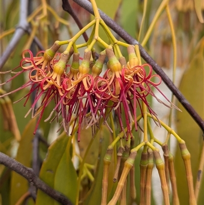 Amyema miquelii (Box Mistletoe) at East Albury, NSW - 4 Feb 2025 by Darcy