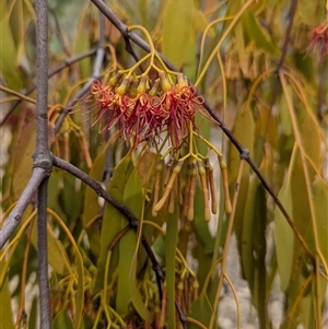 Amyema miquelii at East Albury, NSW - 4 Feb 2025 06:23 PM