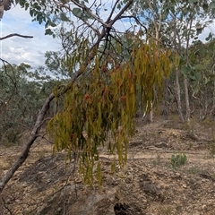 Amyema miquelii at East Albury, NSW - 4 Feb 2025 06:23 PM