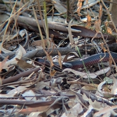 Pseudechis porphyriacus (Red-bellied Black Snake) at Splitters Creek, NSW - 6 Feb 2025 by Darcy