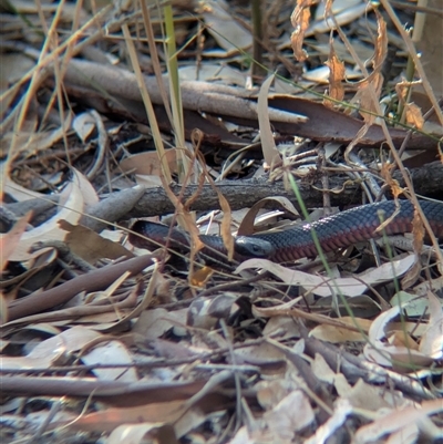 Pseudechis porphyriacus (Red-bellied Black Snake) at Splitters Creek, NSW - 6 Feb 2025 by Darcy