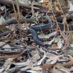 Pseudechis porphyriacus at Splitters Creek, NSW - 6 Feb 2025 06:56 PM