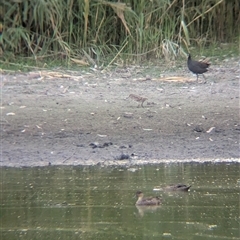 Gallinago hardwickii (Latham's Snipe) at Splitters Creek, NSW - 6 Feb 2025 by Darcy