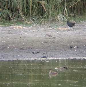 Gallinago hardwickii (Latham's Snipe) at Splitters Creek, NSW - 6 Feb 2025 by Darcy