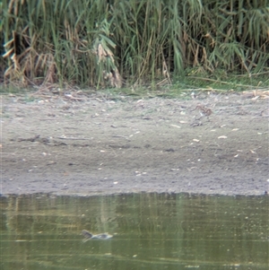 Gallinago hardwickii at Splitters Creek, NSW - 6 Feb 2025 07:07 PM