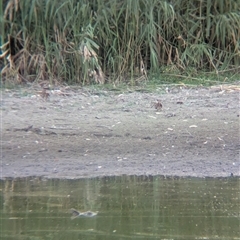 Gallinago hardwickii at Splitters Creek, NSW - 6 Feb 2025 07:07 PM