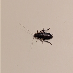 Drymaplaneta communis (Eastern Wood Runner, Common Shining Cockroach) at North Albury, NSW by Darcy