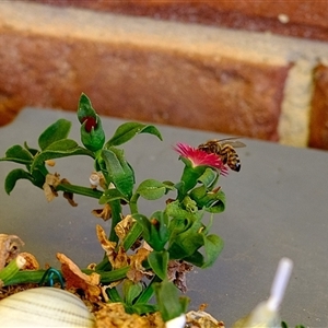 Apis mellifera at Gungahlin, ACT - suppressed