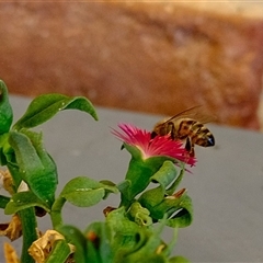 Apis mellifera at Gungahlin, ACT - suppressed