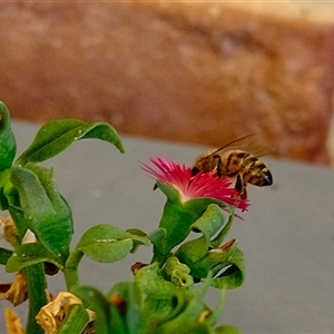 Apis mellifera at Gungahlin, ACT - suppressed