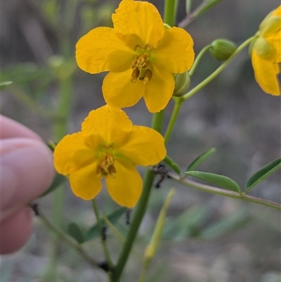 Senna barclayana (Smooth Senna) at Illabo, NSW - 12 Feb 2025 by Darcy