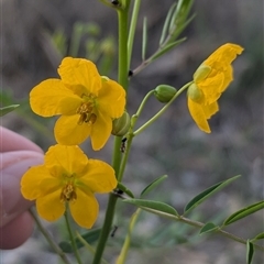 Senna barclayana at Illabo, NSW - 12 Feb 2025 07:40 AM