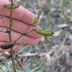Senna barclayana at Illabo, NSW - 12 Feb 2025 07:40 AM