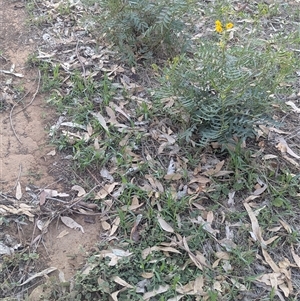 Senna barclayana at Illabo, NSW - 12 Feb 2025 07:40 AM