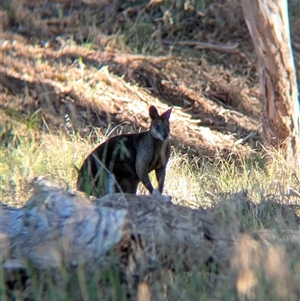 Wallabia bicolor (Swamp Wallaby) at Illabo, NSW - 12 Feb 2025 by Darcy