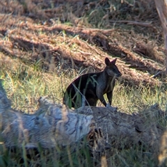 Wallabia bicolor at Illabo, NSW - 12 Feb 2025 08:22 AM