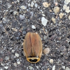 Ellipsidion australe (Austral Ellipsidion cockroach) at Gungahlin, ACT - Yesterday by chriselidie