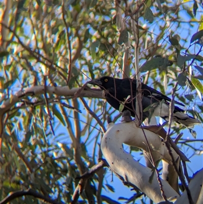 Strepera graculina (Pied Currawong) at Illabo, NSW - 12 Feb 2025 by Darcy