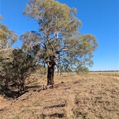 Eucalyptus melliodora (Yellow Box) at Illabo, NSW - 12 Feb 2025 by Darcy