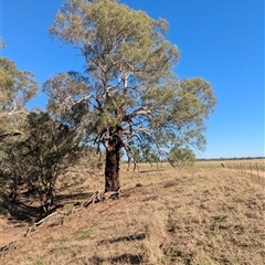 Eucalyptus melliodora at Illabo, NSW - 12 Feb 2025 09:00 AM