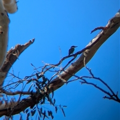 Todiramphus sanctus (Sacred Kingfisher) at Illabo, NSW - 12 Feb 2025 by Darcy