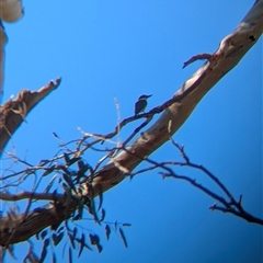 Todiramphus sanctus at Illabo, NSW - 12 Feb 2025 09:12 AM
