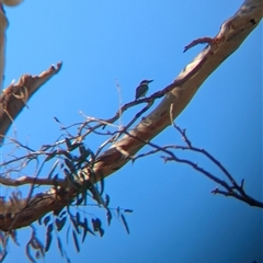 Todiramphus sanctus at Illabo, NSW - 12 Feb 2025 09:12 AM
