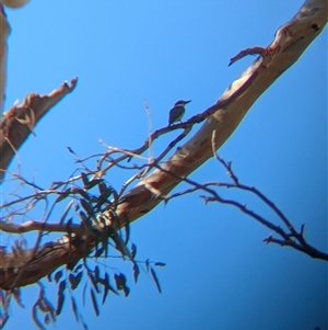 Todiramphus sanctus at Illabo, NSW - 12 Feb 2025 09:12 AM