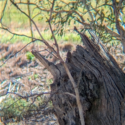 Climacteris picumnus victoriae (Brown Treecreeper) at Illabo, NSW - 12 Feb 2025 by Darcy