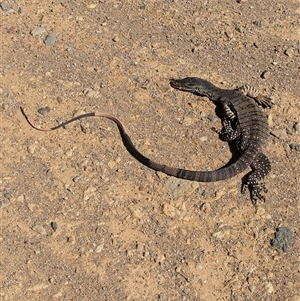 Varanus varius at Bethungra, NSW - suppressed