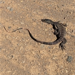 Varanus varius at Bethungra, NSW - suppressed