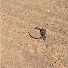 Varanus varius at Bethungra, NSW - suppressed