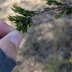 Acacia paradoxa (Kangaroo Thorn) at Illabo, NSW - 12 Feb 2025 by Darcy