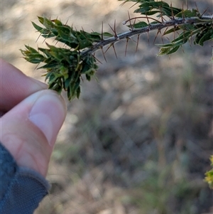 Acacia paradoxa at Illabo, NSW - 12 Feb 2025 04:39 PM